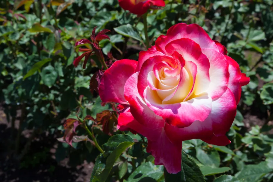 Pink and white rose in full bloom with green foliage in a garden under sunlight.