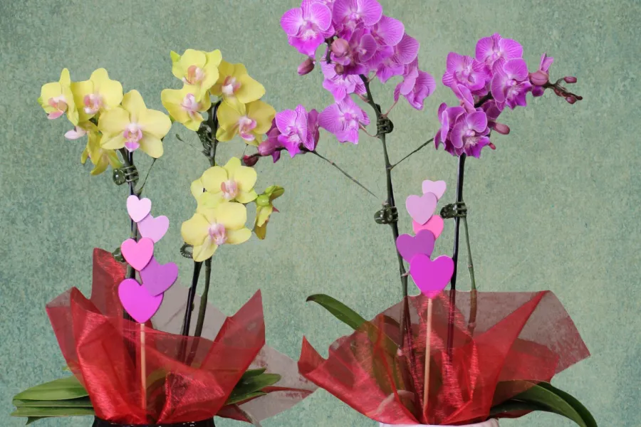 Yellow and pink orchids in black and white vases wrapped with red fabric and decorated with paper hearts on sticks.