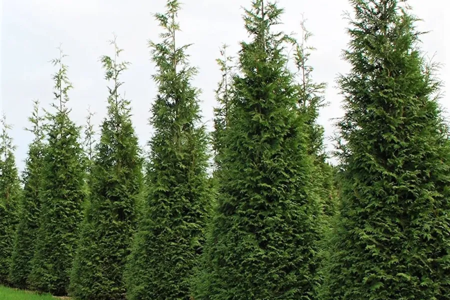 Row of tall evergreen trees planted closely together on green grass under a cloudy sky