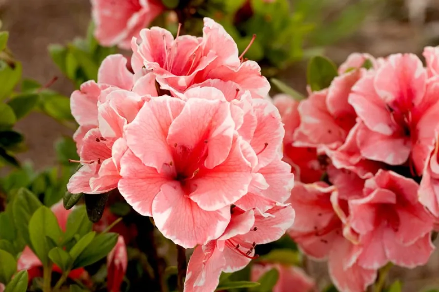 Close-up of vibrant pink azalea flowers blooming with green leaves in garden setting.