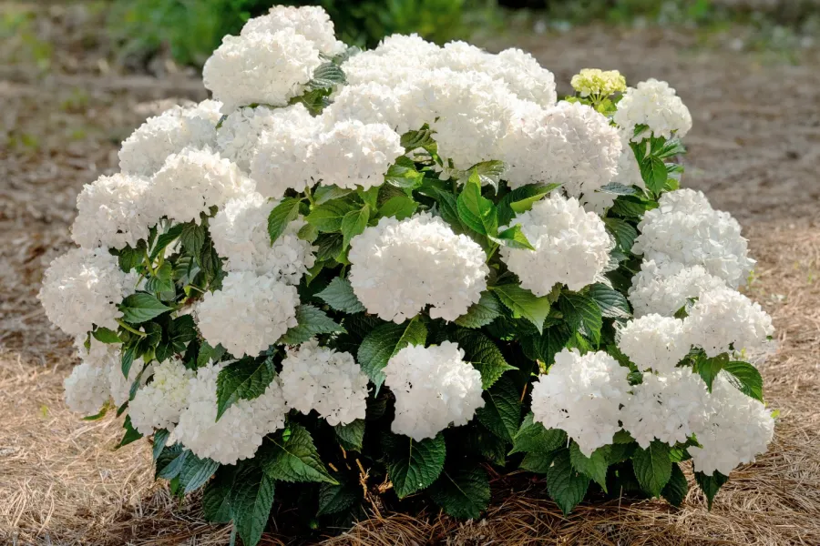 Bush of white hydrangea flowers blooming in a garden with dried grass and a stone wall backdrop.