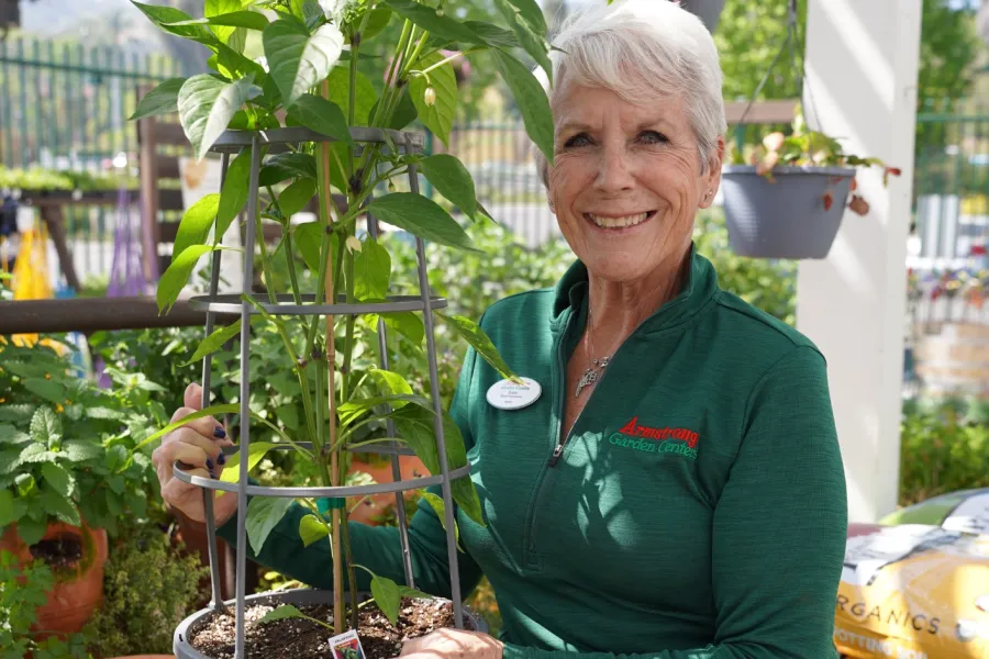 Smiling elderly woman holding potted plant in green apron in a sunny garden center with plants and pots.