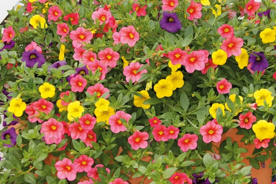 Colorful pink, yellow, and purple petunias in a vibrant garden planter against a white lattice background.