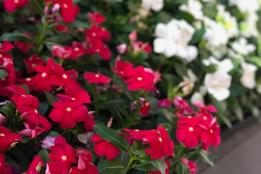 Bright red and white flowers densely packed in flower pots, creating a vibrant garden display with green leaves.