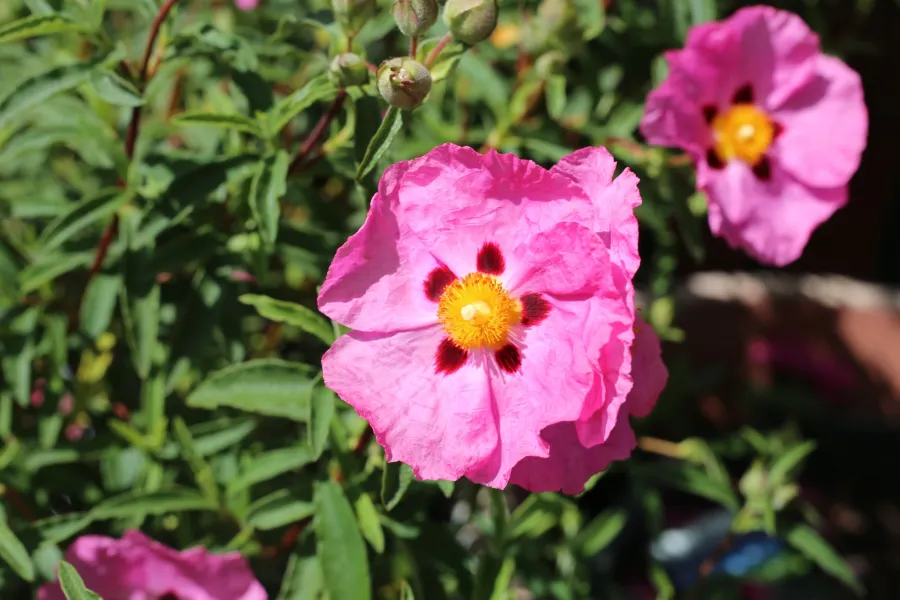 Bright pink rockrose flowers with yellow centers and red spots bloom amid green foliage in sunlight.