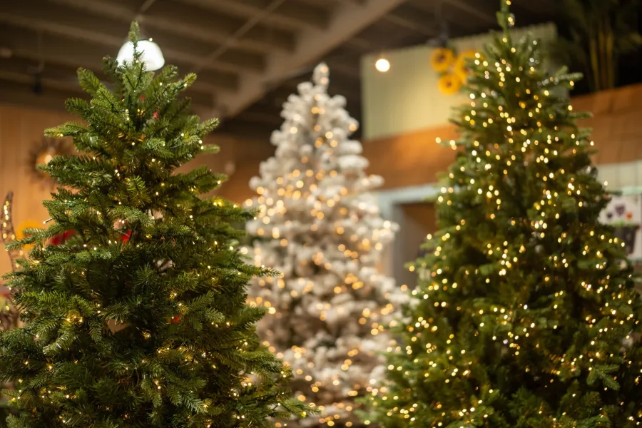 Three decorated Christmas trees with warm white lights displayed indoors in a festive setting