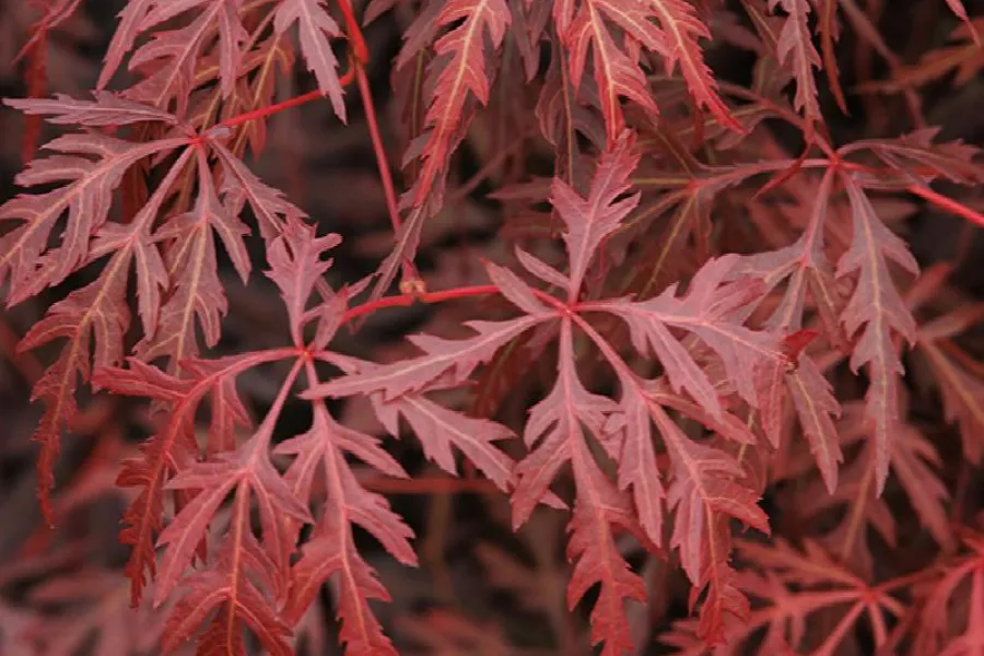 Close-up of vibrant red Japanese maple tree leaves with delicate, serrated edges in soft light.