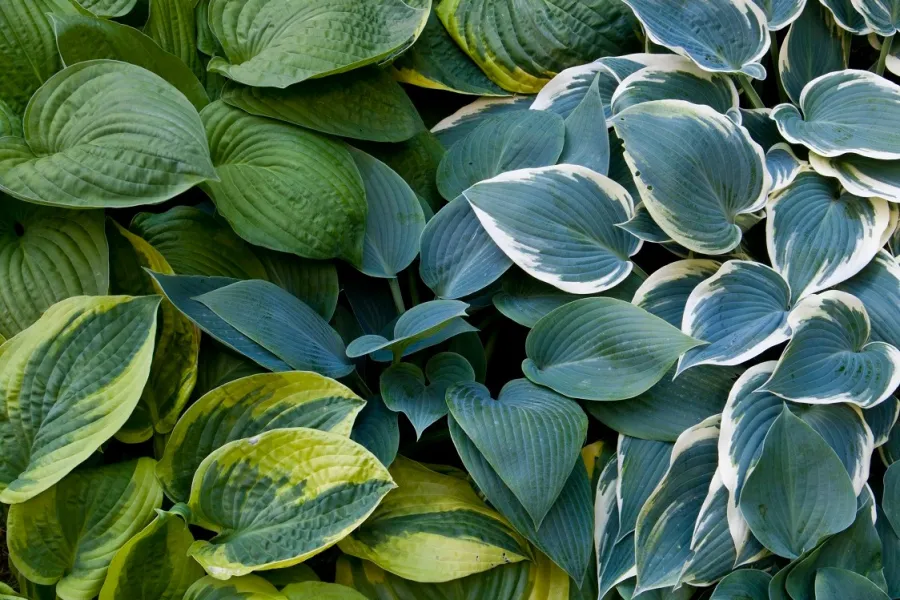 Dense cluster of green and blue hosta leaves with variegated patterns in a garden setting under natural light.