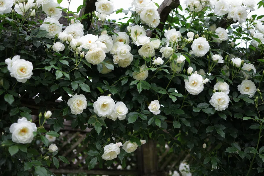 Lush white roses bloom abundantly on a green leafy vine climbing over a wooden trellis outdoors.