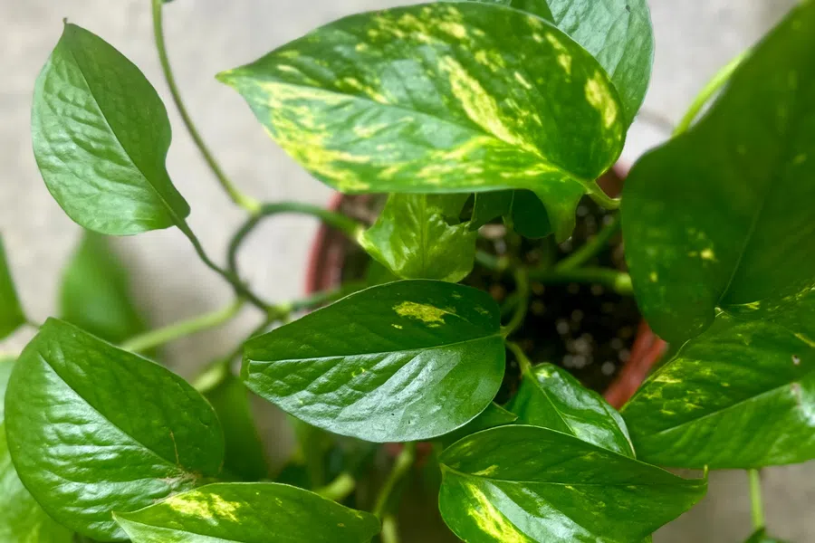 Green pothos plant with glossy leaves and yellow variegation in a pot on a concrete surface.