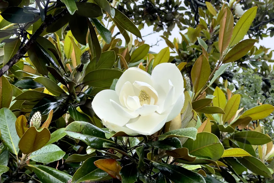 Close-up of a white magnolia flower surrounded by glossy green leaves on a tree branch.