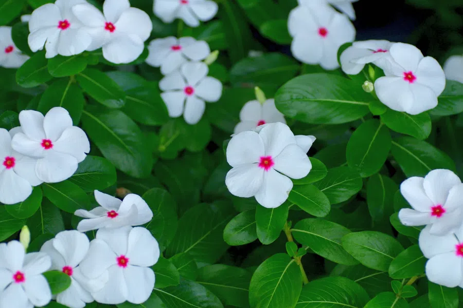 Cluster of white periwinkle flowers with pink centers surrounded by green leaves in natural light