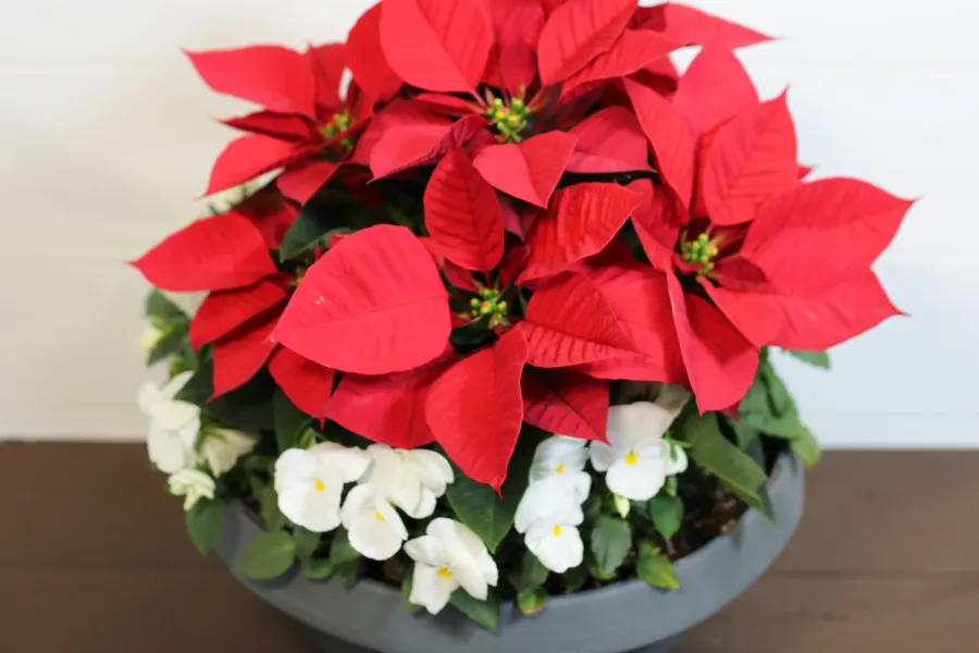 Potted arrangement of vibrant red poinsettias and white flowers in a gray pot on wooden surface.