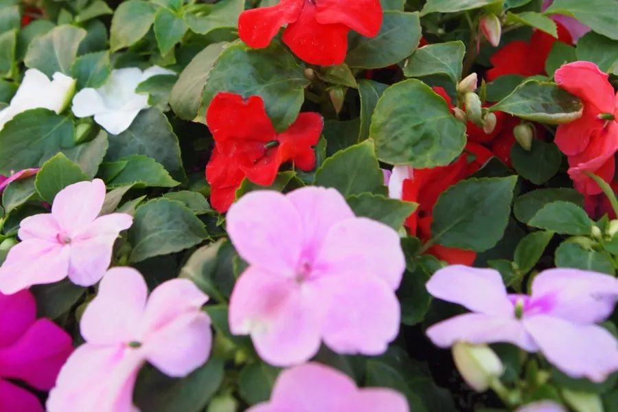 Close-up of vibrant red, pink, and white flowers with green leaves in a garden greenhouse setting.