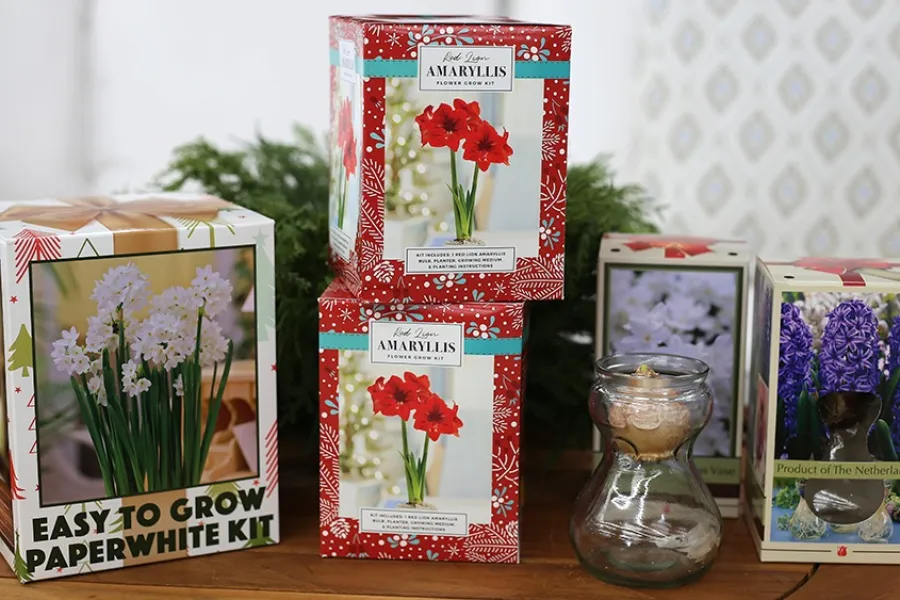 Flower growing kits including Easy to Grow Paperwhite and Red Amaryllis displayed on a wooden table