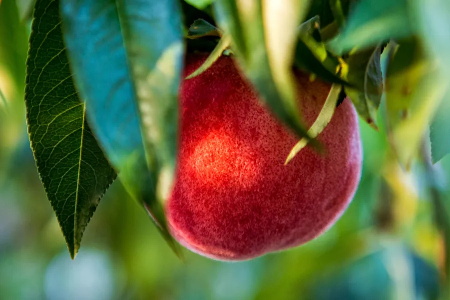 Ripe red peach hanging on tree branch surrounded by green leaves in soft natural light.