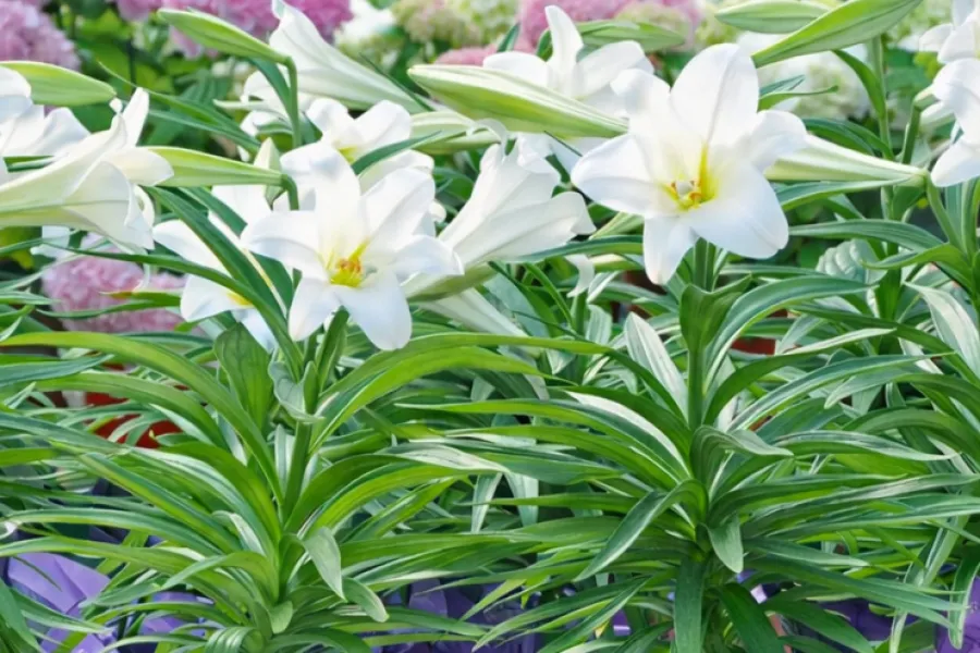 Close-up of blooming white lilies and green leaves with pink hydrangeas in the background inside a garden center.