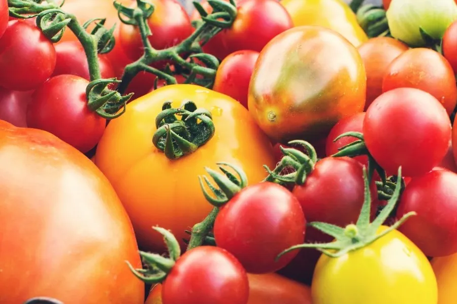 Basket filled with various tomatoes, showcasing vibrant colors and fresh produce.