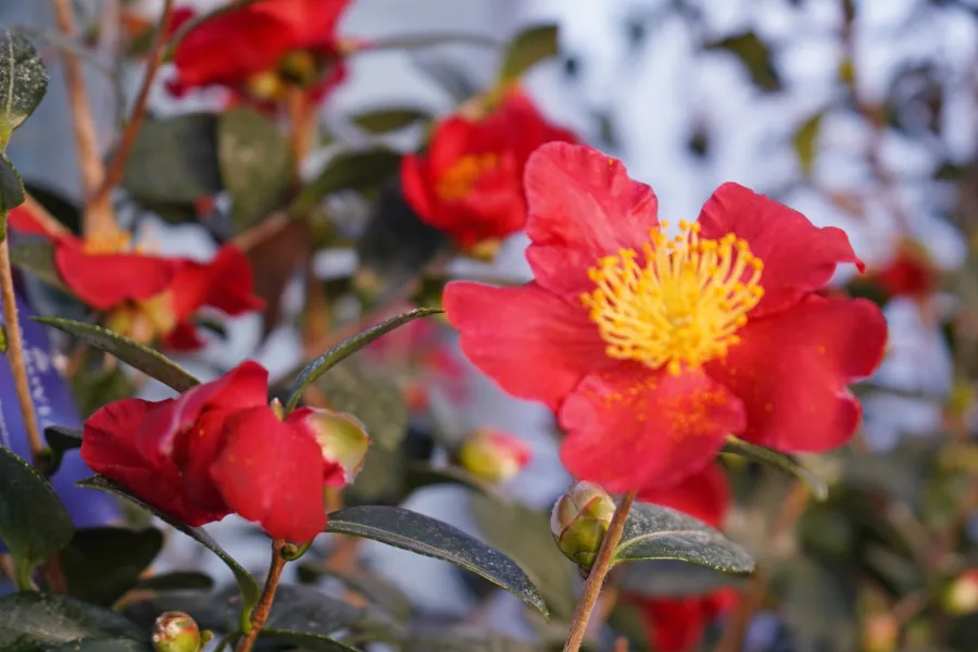 Bright red camellia flowers with yellow centers bloom among green leaves on a sunny day.