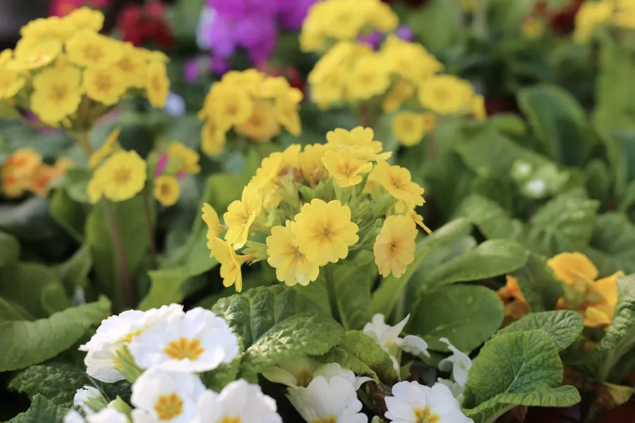 Close-up of yellow, white, and purple primrose flowers with green leaves in a garden setting.