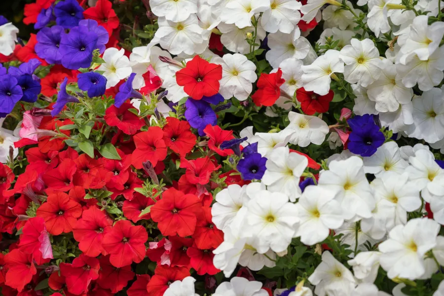 Vibrant red, white, and purple petunias densely packed in a colorful garden bed.