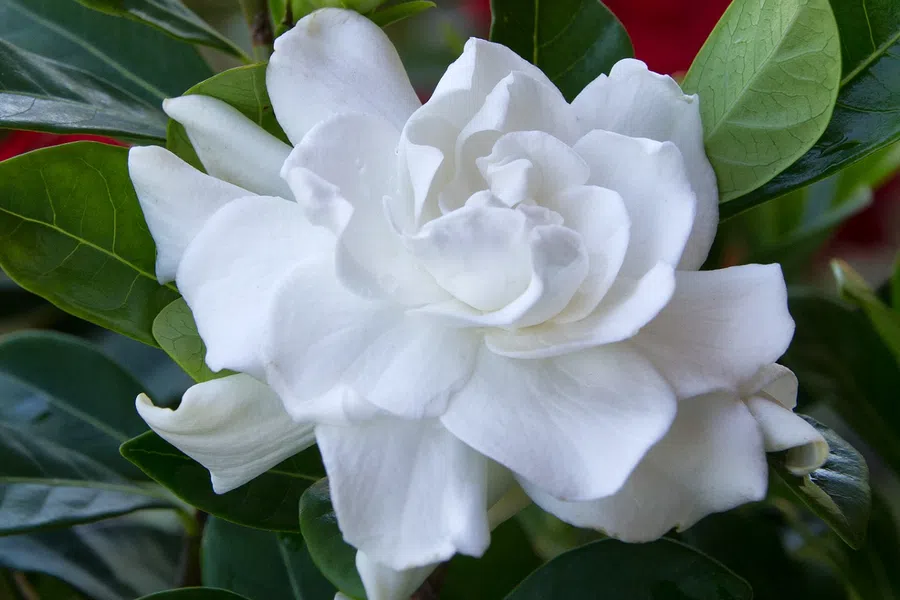 Close-up of a white gardenia flower with green leaves and a red blurred background.