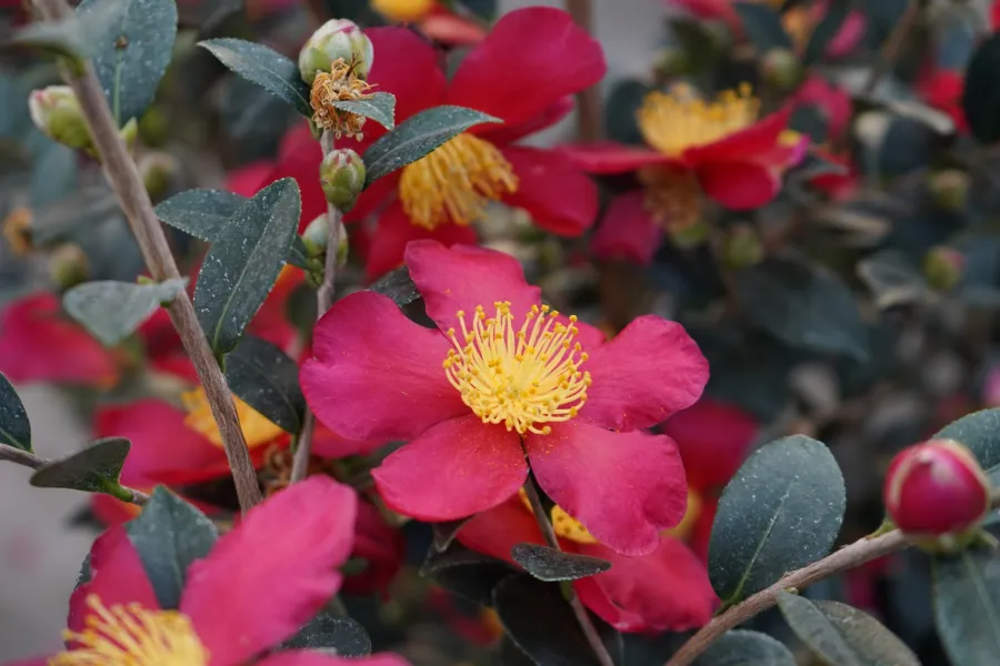 Bright pink flowers with vivid yellow stamens surrounded by dark green leaves on a shrub in natural light