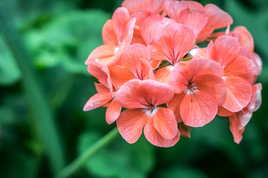 Close-up of a cluster of vibrant pink geranium flowers against a blurred green foliage background