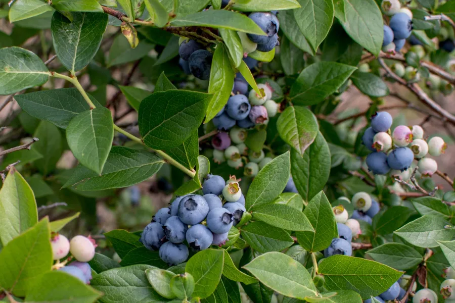 Clusters of ripe and unripe blueberries growing on leafy green bushes in a natural garden setting.