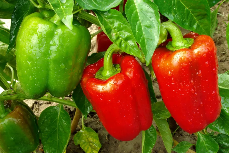Fresh green and red bell peppers growing on the plant with water droplets on their surface.