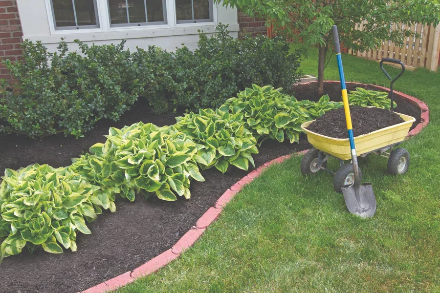 Garden bed with green hostas, a yellow wheelbarrow filled with soil, and a shovel resting on grass.