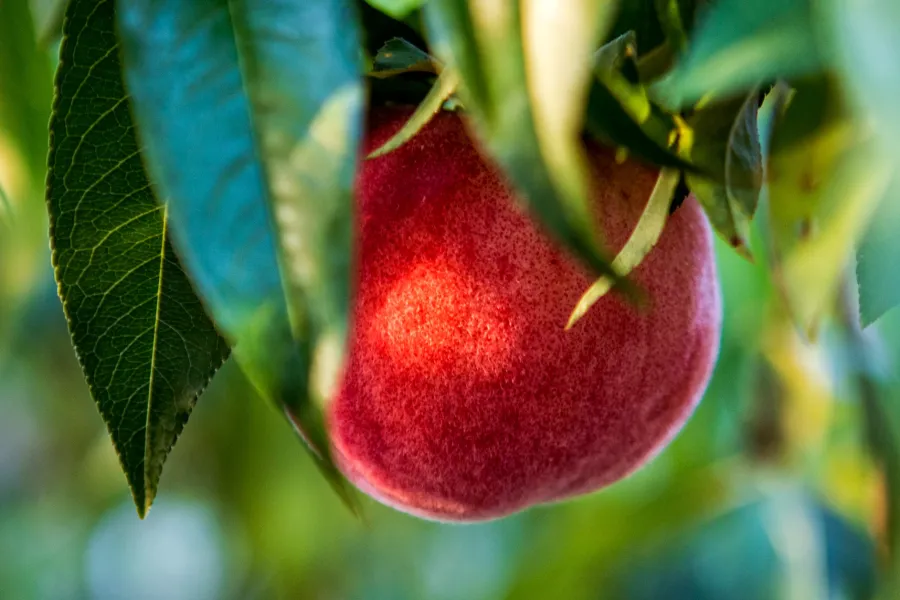 Ripe red peach hanging on a tree surrounded by green leaves in natural sunlight.