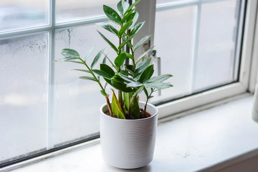 Green houseplant in a white pot on a windowsill with natural light and a curtain nearby.