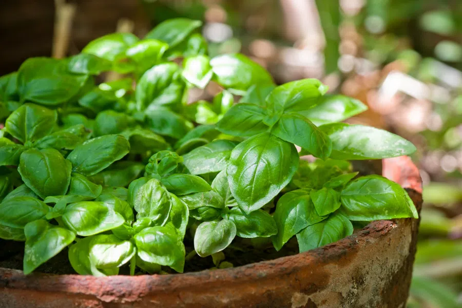 Green basil plants growing densely in a weathered terracotta pot outdoors in natural light