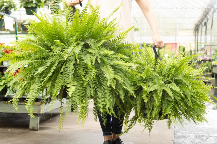 Person carrying two large green ferns in a greenhouse with plants and natural light