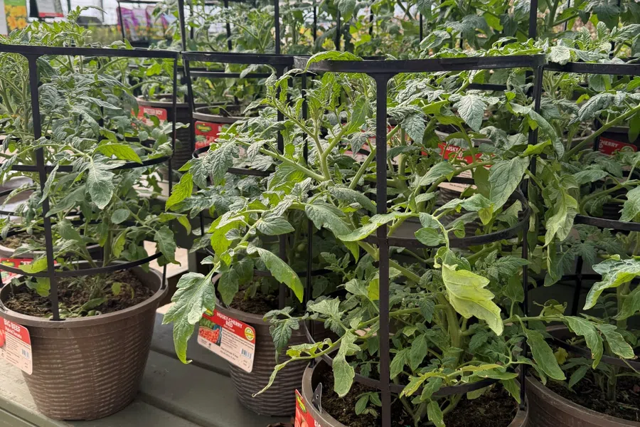 Potted tomato plants with black metal cages on display inside a greenhouse on wooden tables.