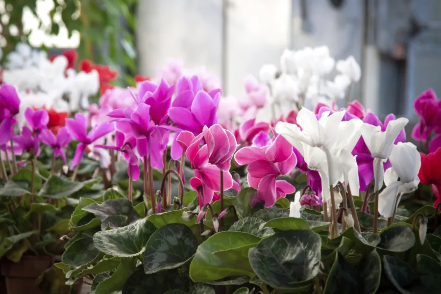 Vibrant purple, pink, white, and red cyclamen flowers blooming in pots with green leaves in a garden setting.