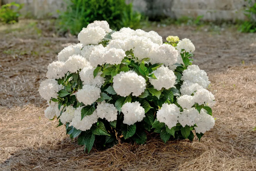 Bush of white hydrangea flowers blooming in a sunny garden with pine straw mulch around it.