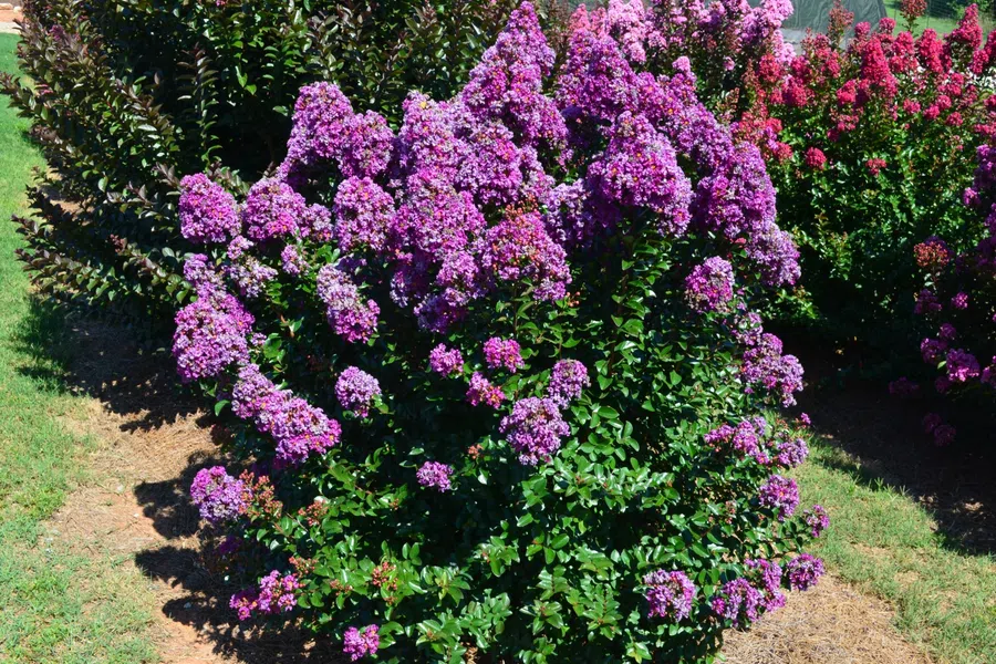 Bright purple crepe myrtle bush blooming in a sunlit garden surrounded by green grass and other bushes.
