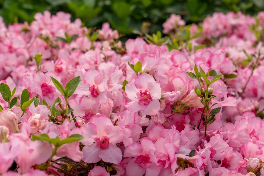 Close-up of vibrant pink azalea flowers with green leaves in a dense garden bed under natural light