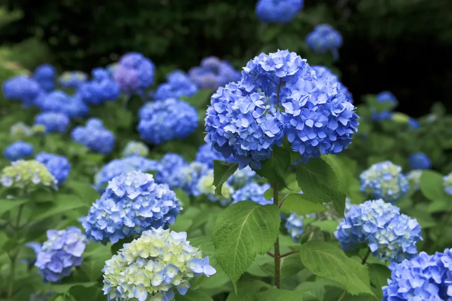 Hydrangea Mophead | Pike Nurseries