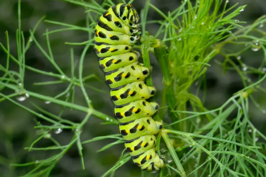 caterpillar of swallowtail butterfly on dill