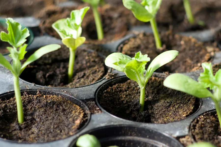 sowing seeds