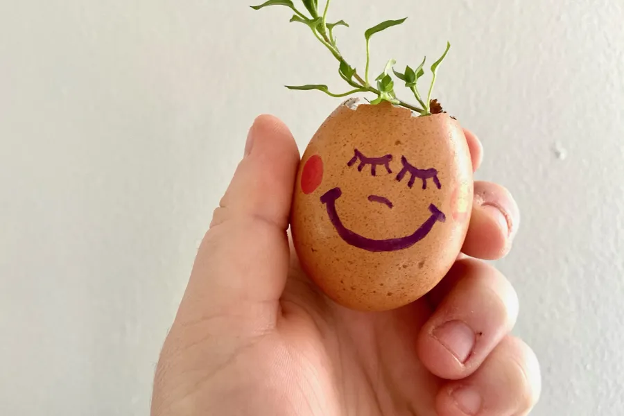 egg head planter seed soil