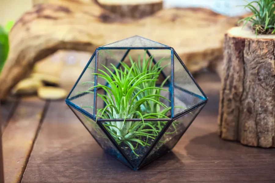 terrarium sitting on top of a wooden table