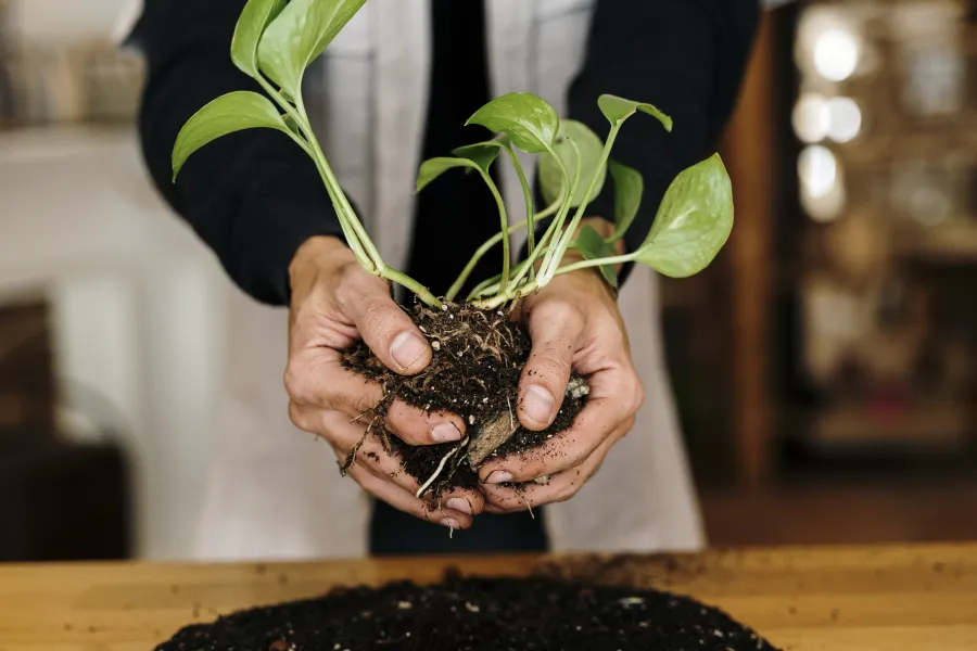 a person holding a plant on a table