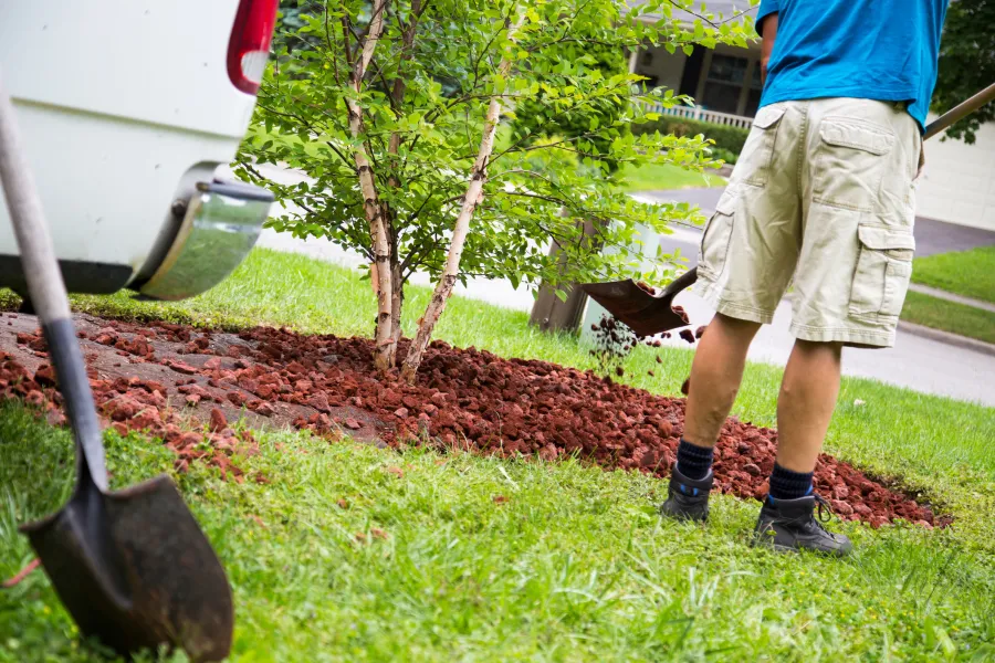 man putting mulch around a tree