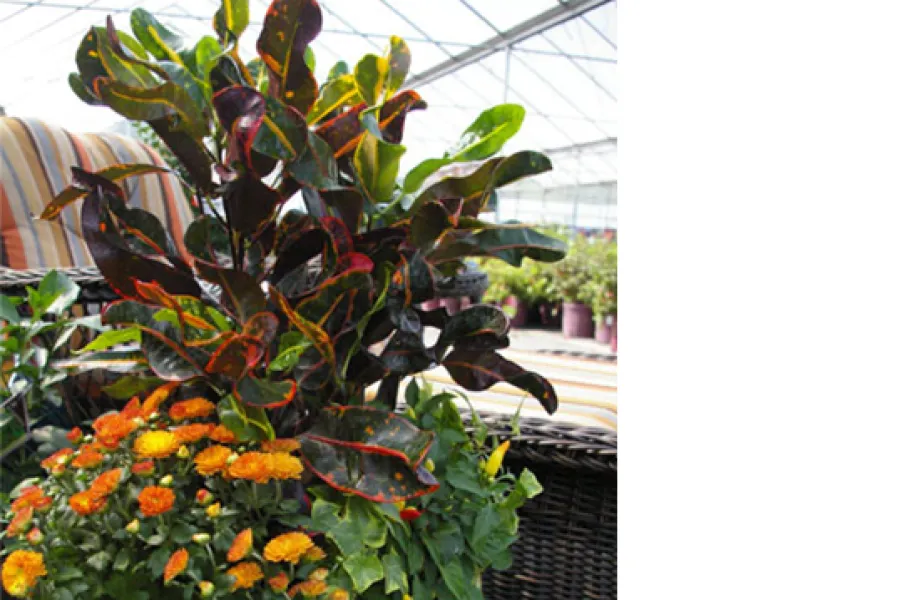 early fall container