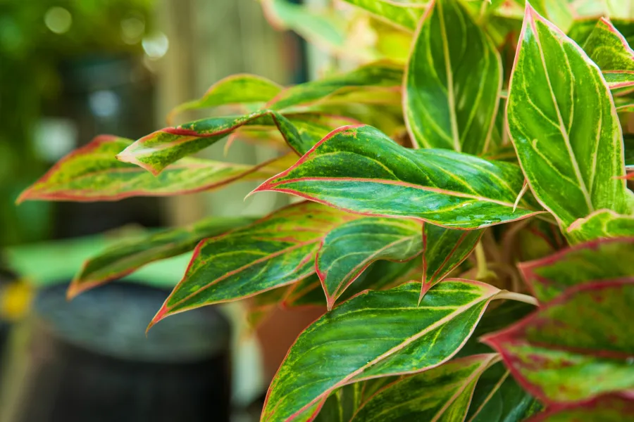 aglaonema