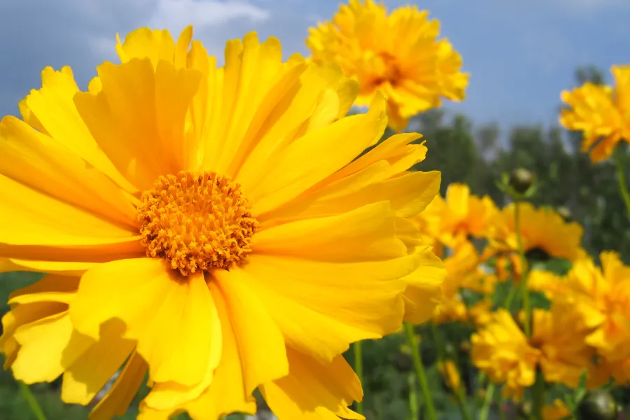 Blooming bright yellow coreopsis flower